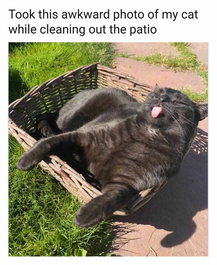 70 Cat Pics That Prove Cats Are Basically Tiny, Furry Comedians