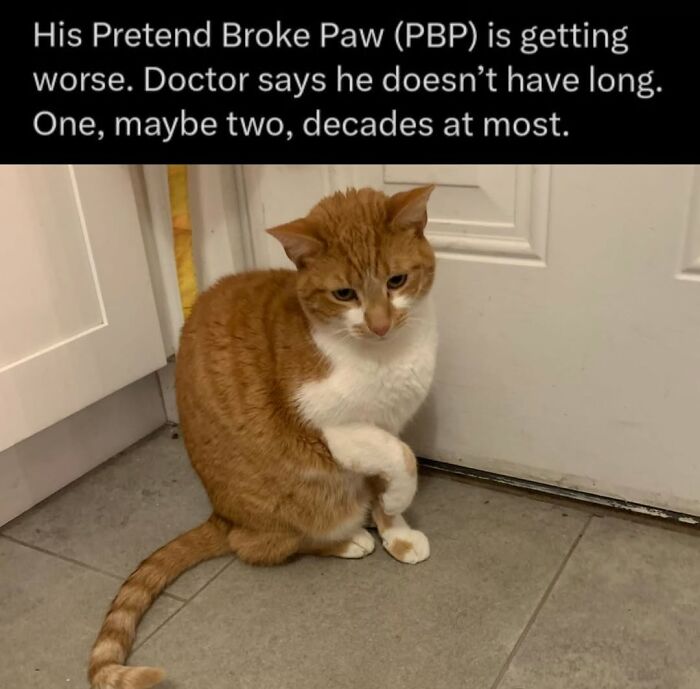 70 Cat Pics That Prove Cats Are Basically Tiny, Furry Comedians