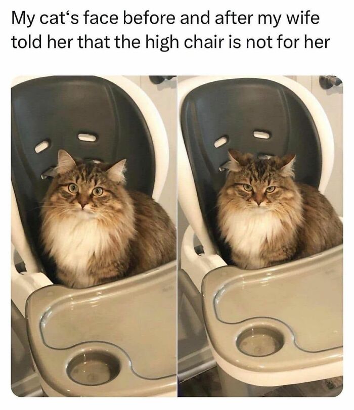 70 Cat Pics That Prove Cats Are Basically Tiny, Furry Comedians