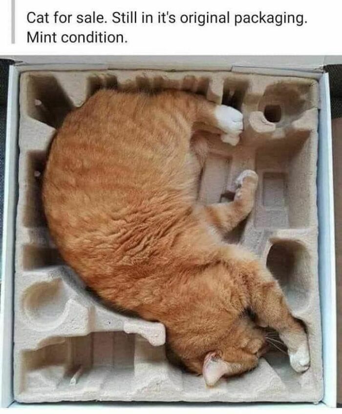 70 Cat Pics That Prove Cats Are Basically Tiny, Furry Comedians