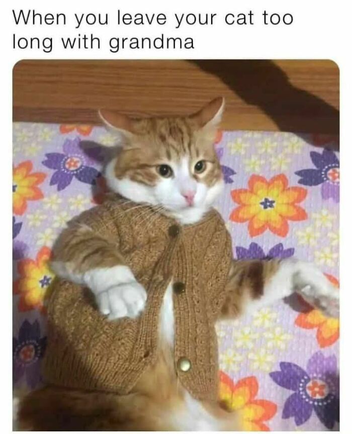 70 Cat Pics That Prove Cats Are Basically Tiny, Furry Comedians