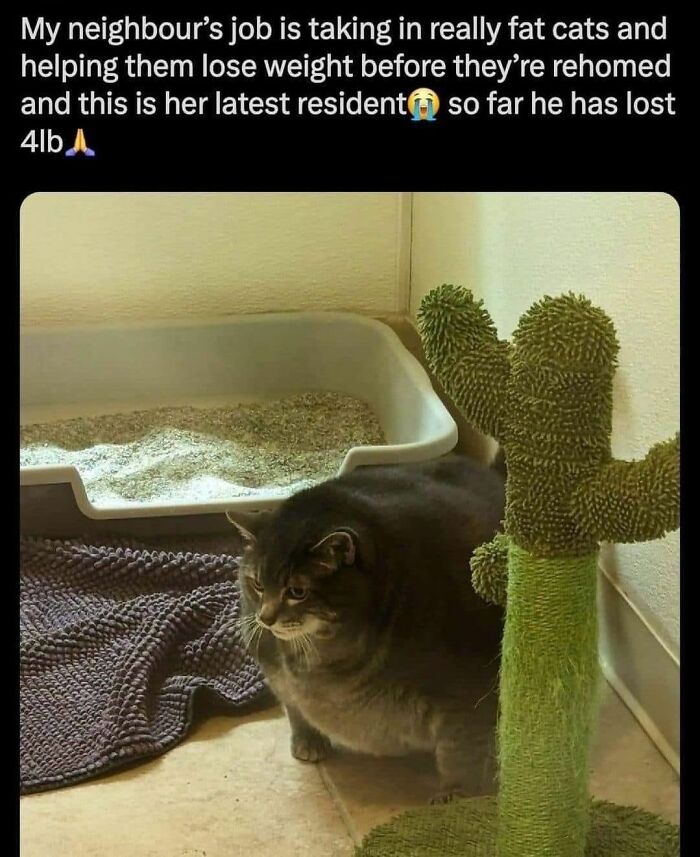 70 Cat Pics That Prove Cats Are Basically Tiny, Furry Comedians