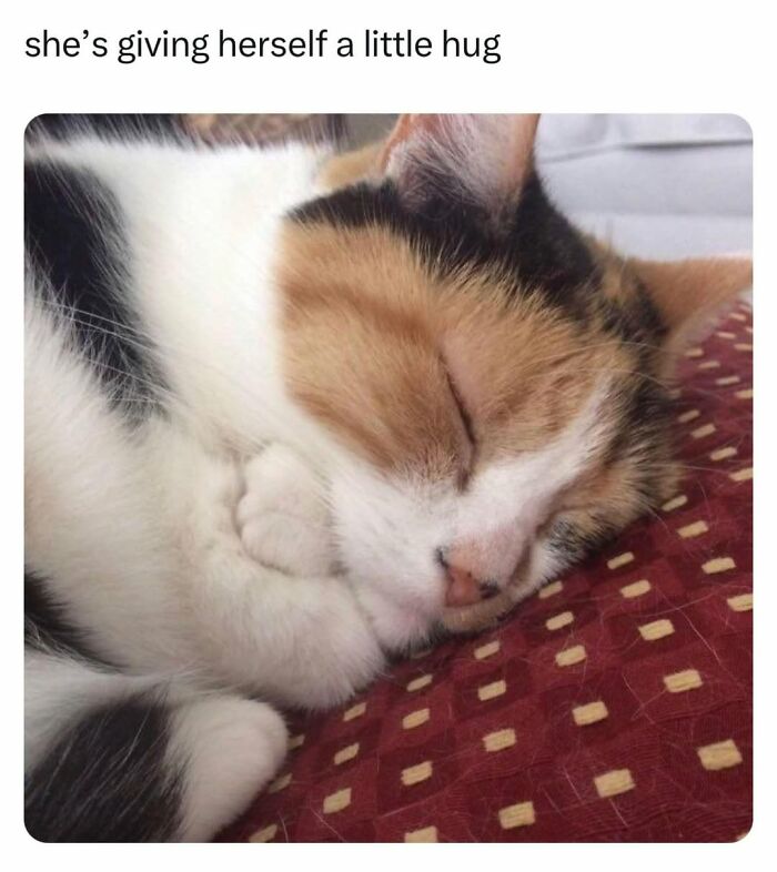 70 Cat Pics That Prove Cats Are Basically Tiny, Furry Comedians