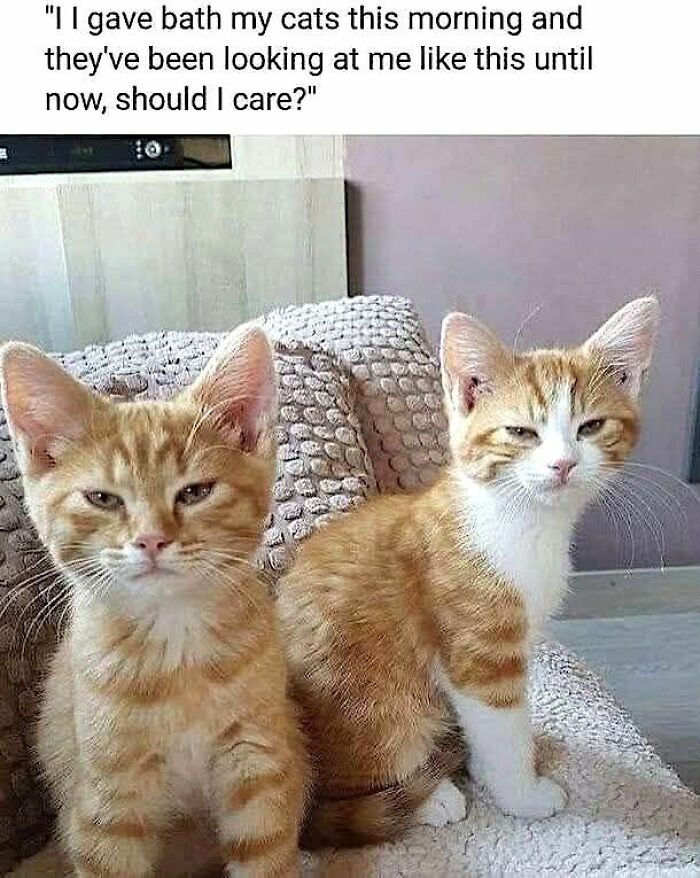 70 Cat Pics That Prove Cats Are Basically Tiny, Furry Comedians