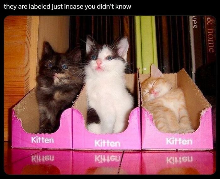 70 Cat Pics That Prove Cats Are Basically Tiny, Furry Comedians