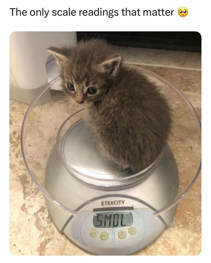 70 Cat Pics That Prove Cats Are Basically Tiny, Furry Comedians