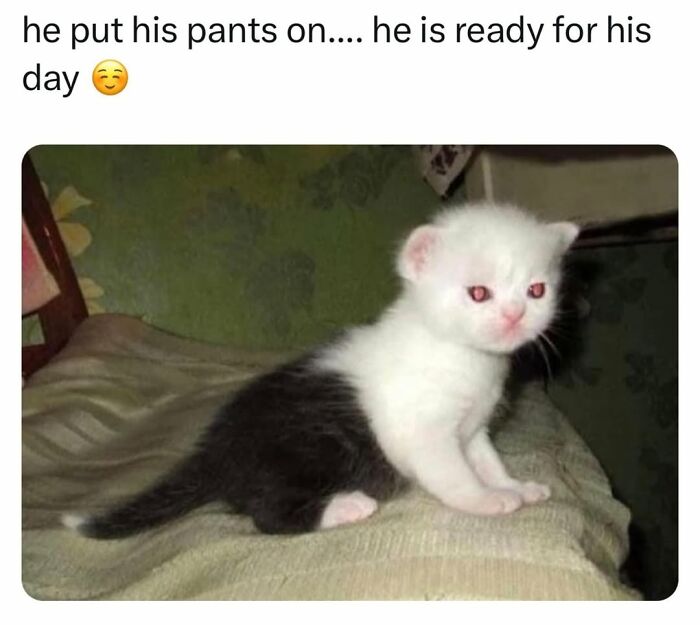 70 Cat Pics That Prove Cats Are Basically Tiny, Furry Comedians