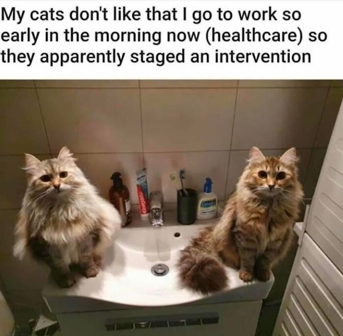 70 Cat Pics That Prove Cats Are Basically Tiny, Furry Comedians