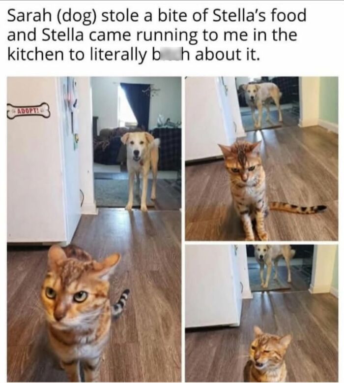 70 Cat Pics That Prove Cats Are Basically Tiny, Furry Comedians