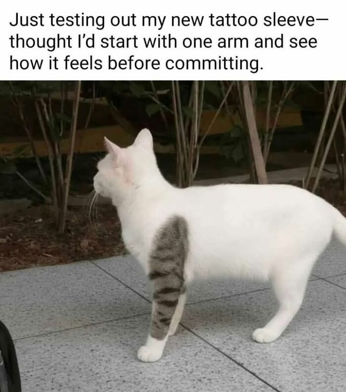 70 Cat Pics That Prove Cats Are Basically Tiny, Furry Comedians