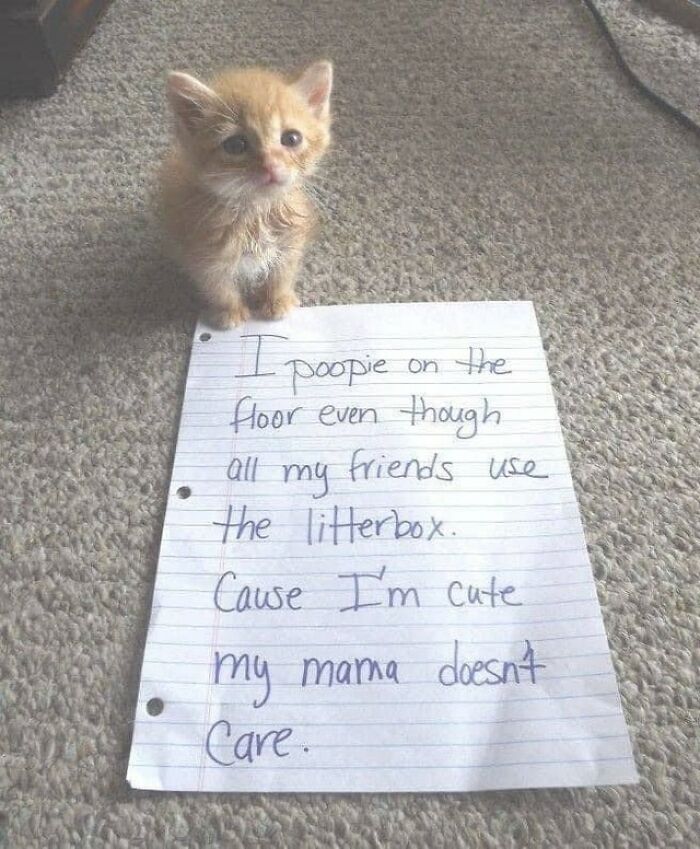 70 Cat Pics That Prove Cats Are Basically Tiny, Furry Comedians