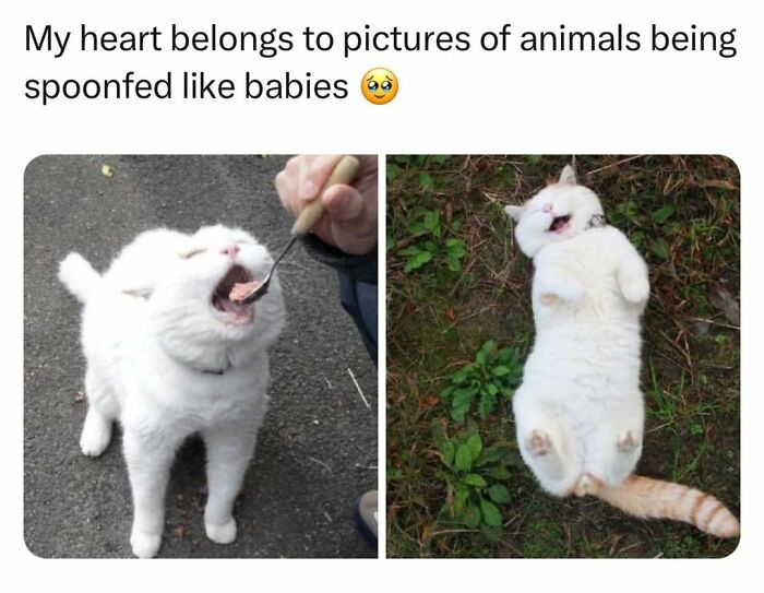 70 Cat Pics That Prove Cats Are Basically Tiny, Furry Comedians