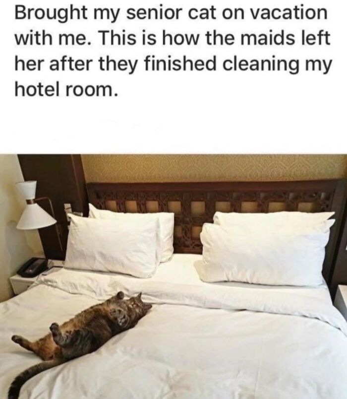 70 Cat Pics That Prove Cats Are Basically Tiny, Furry Comedians