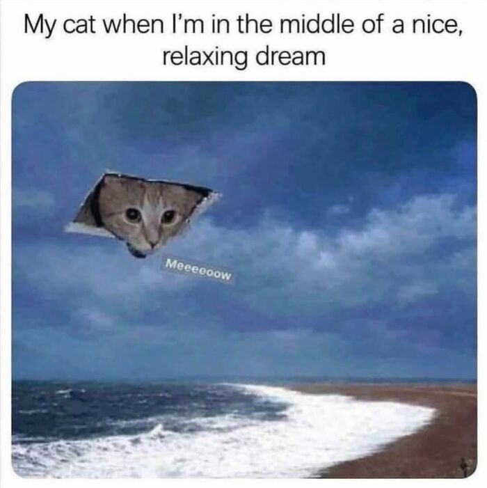 70 Cat Pics That Prove Cats Are Basically Tiny, Furry Comedians
