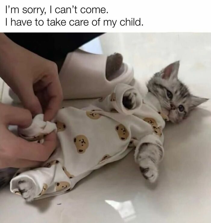 70 Cat Pics That Prove Cats Are Basically Tiny, Furry Comedians