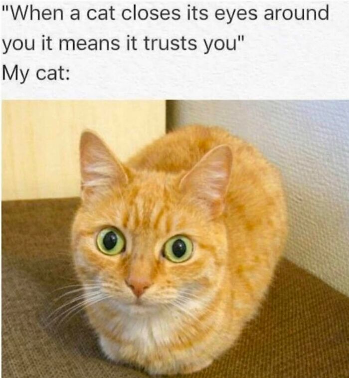 70 Cat Pics That Prove Cats Are Basically Tiny, Furry Comedians