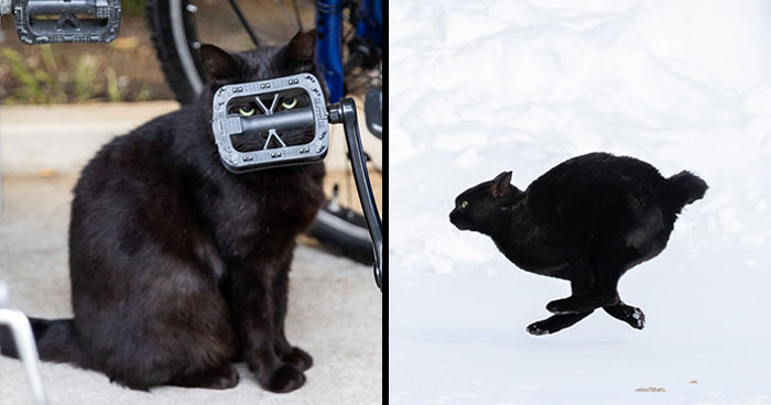50 Black Cats Doing All The Cute and Quirky Things in Japan