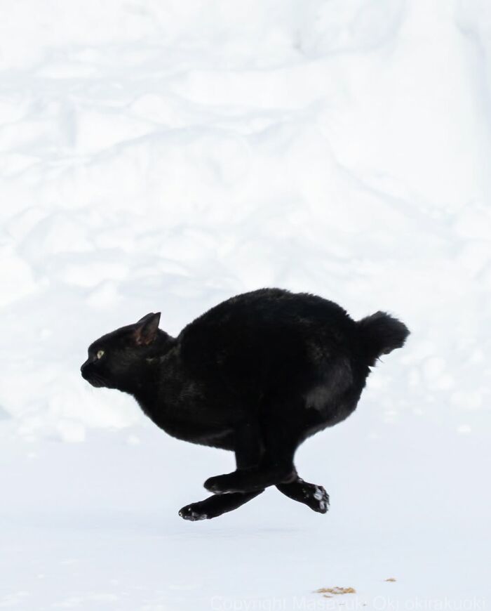 50 Black Cats Doing All The Cute and Quirky Things in Japan