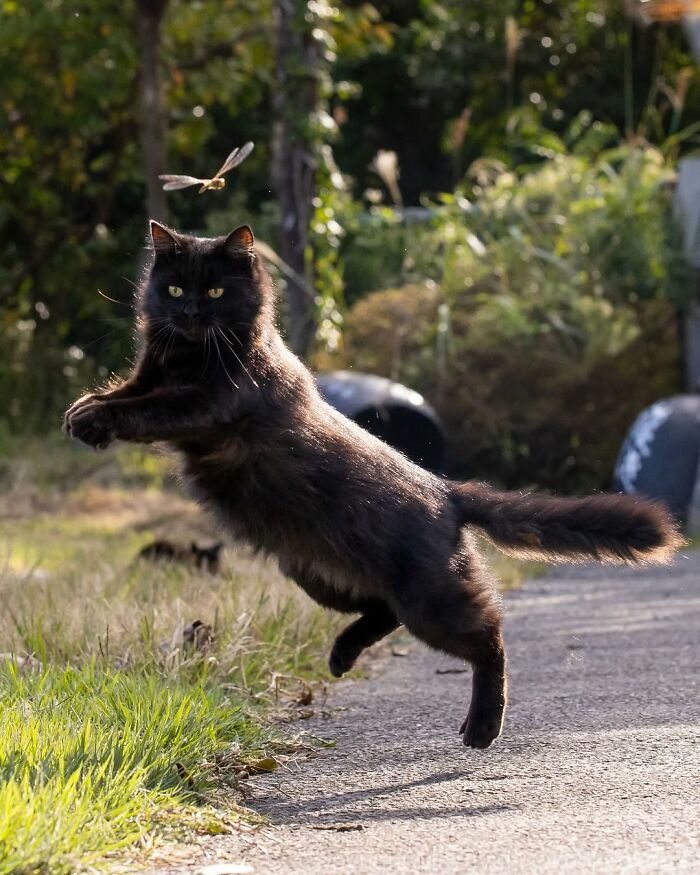 50 Black Cats Doing All The Cute and Quirky Things in Japan