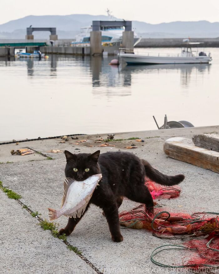 50 Black Cats Doing All The Cute and Quirky Things in Japan