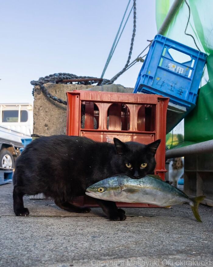 50 Black Cats Doing All The Cute and Quirky Things in Japan