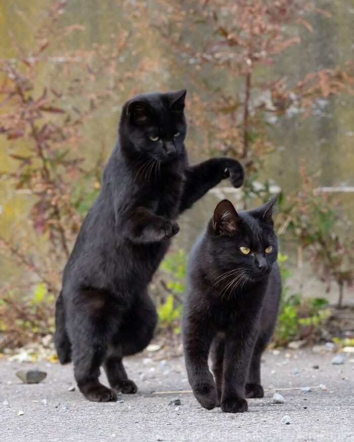 50 Black Cats Doing All The Cute and Quirky Things in Japan