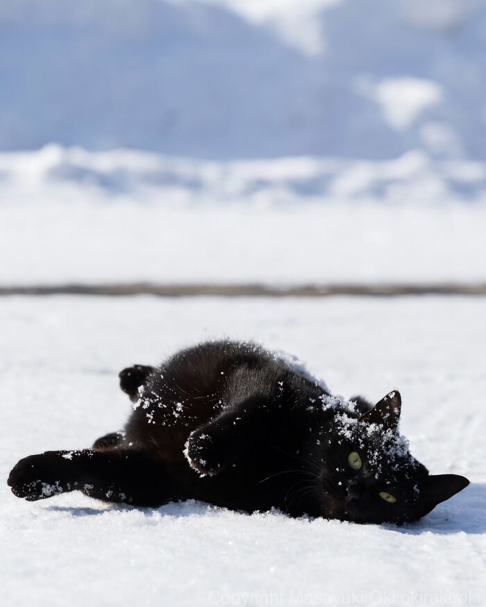 50 Black Cats Doing All The Cute and Quirky Things in Japan