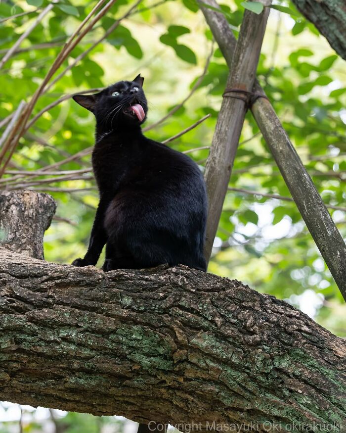 50 Black Cats Doing All The Cute and Quirky Things in Japan