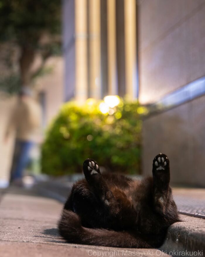 50 Black Cats Doing All The Cute and Quirky Things in Japan