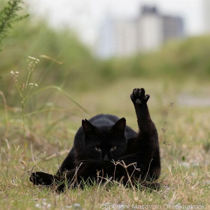 50 Black Cats Doing All The Cute and Quirky Things in Japan