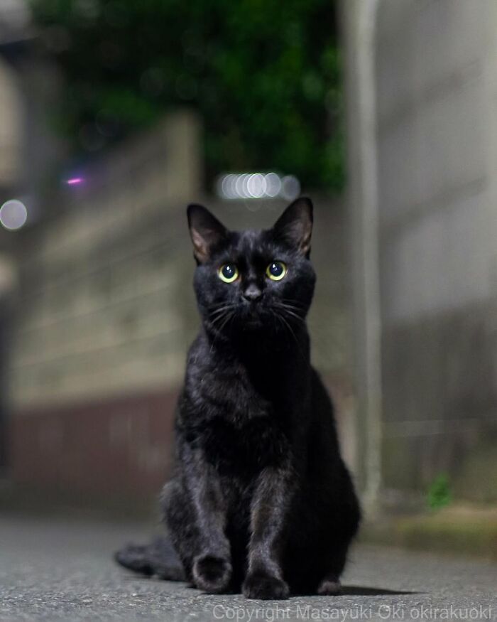 50 Black Cats Doing All The Cute and Quirky Things in Japan