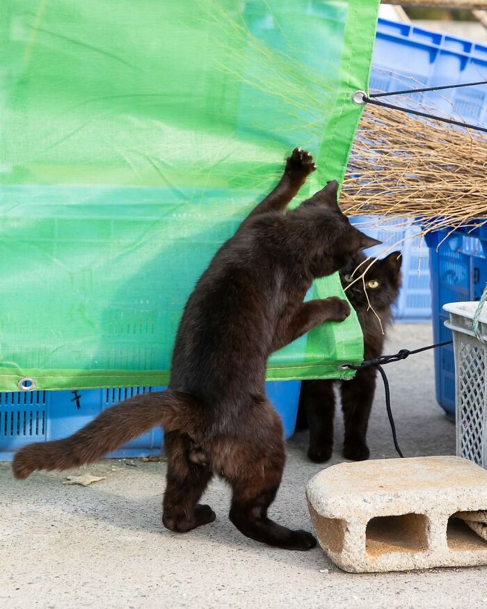50 Black Cats Doing All The Cute and Quirky Things in Japan