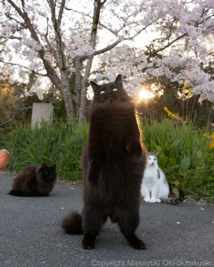 50 Black Cats Doing All The Cute and Quirky Things in Japan