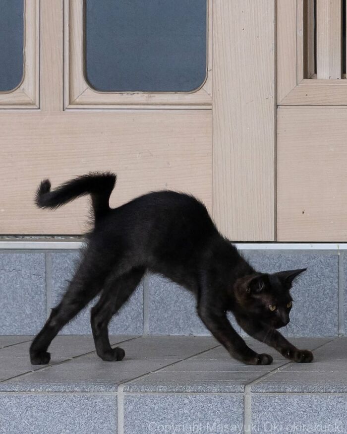 50 Black Cats Doing All The Cute and Quirky Things in Japan