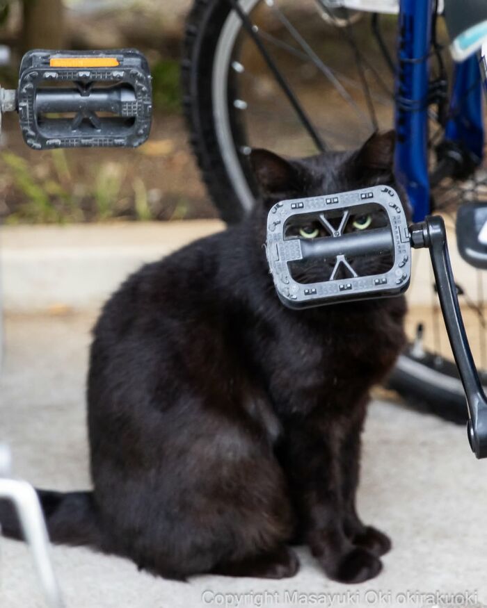 50 Black Cats Doing All The Cute and Quirky Things in Japan