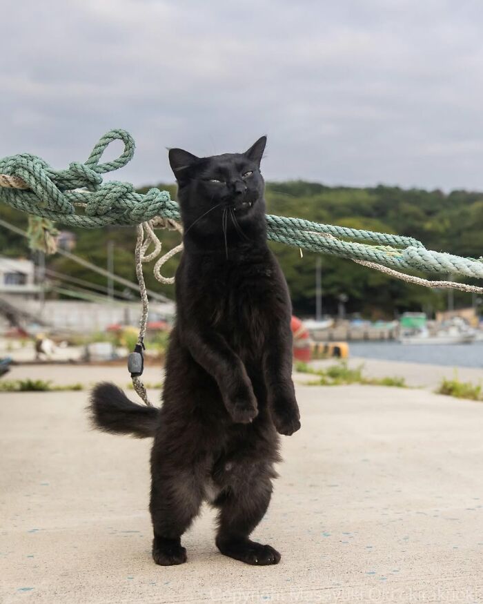 50 Black Cats Doing All The Cute and Quirky Things in Japan