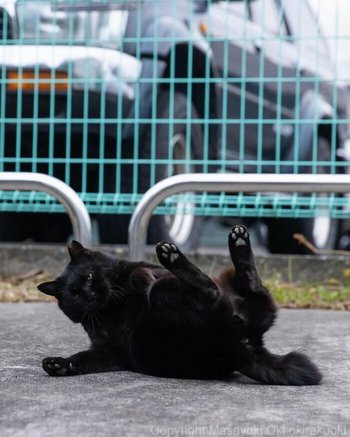 50 Black Cats Doing All The Cute and Quirky Things in Japan