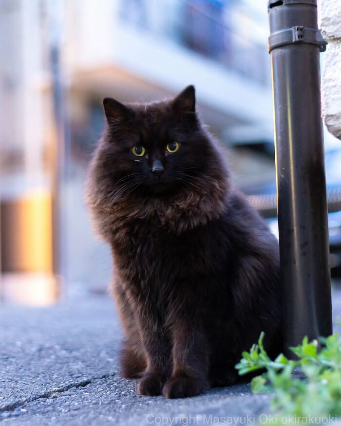 50 Black Cats Doing All The Cute and Quirky Things in Japan