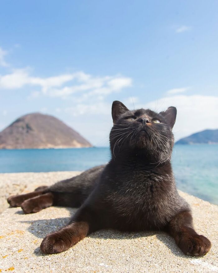 50 Black Cats Doing All The Cute and Quirky Things in Japan