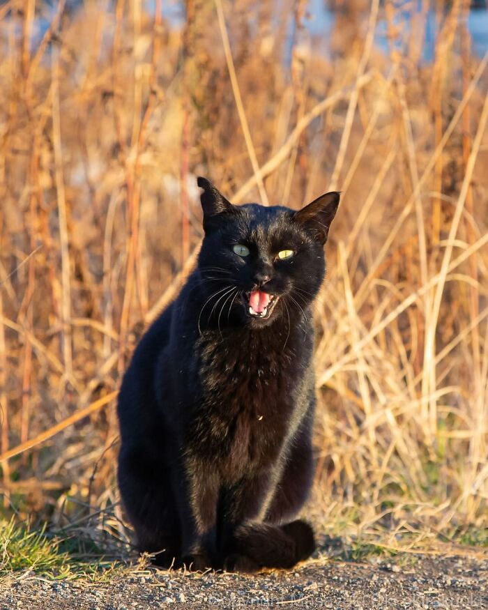 50 Black Cats Doing All The Cute and Quirky Things in Japan