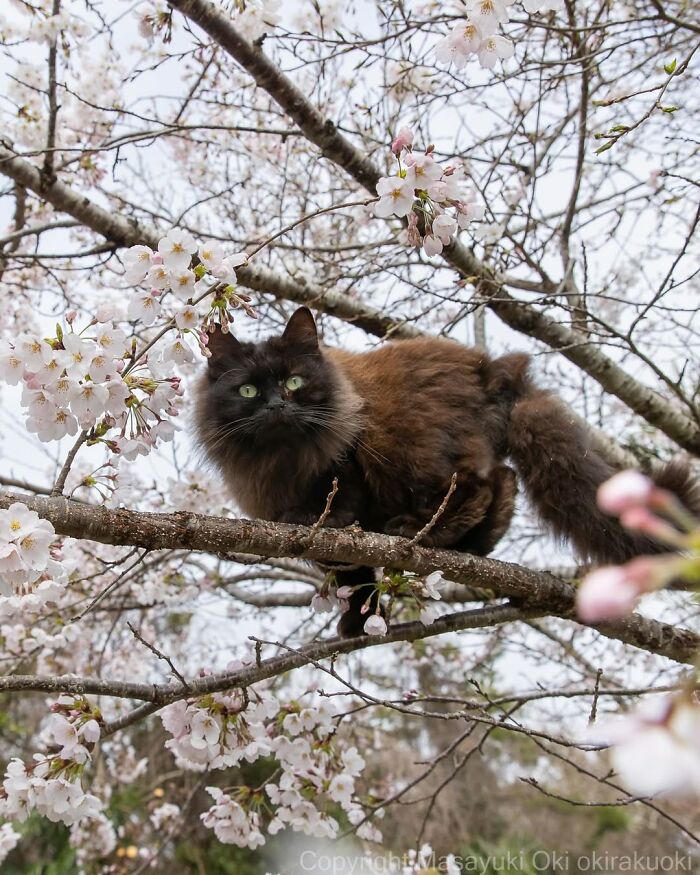 50 Black Cats Doing All The Cute and Quirky Things in Japan