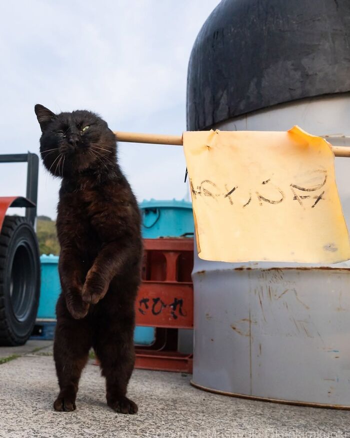 50 Black Cats Doing All The Cute and Quirky Things in Japan