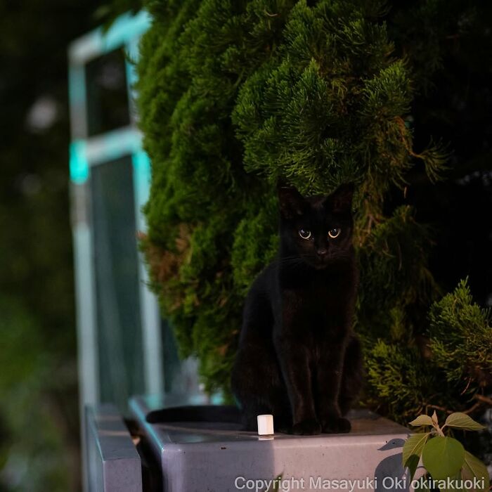 50 Black Cats Doing All The Cute and Quirky Things in Japan
