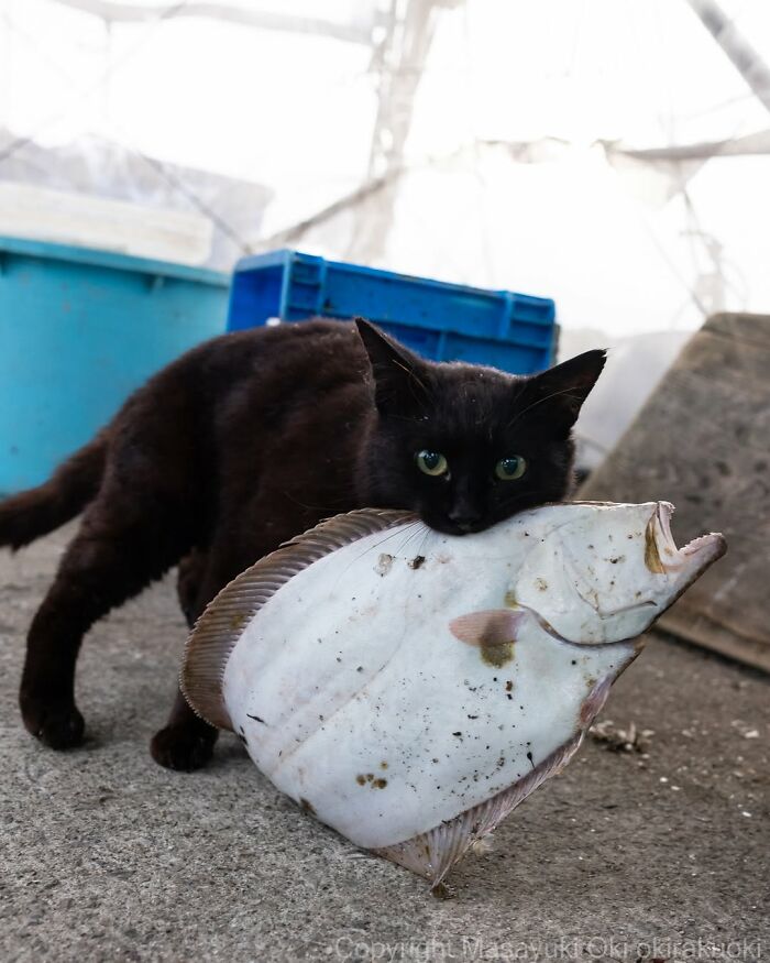 50 Black Cats Doing All The Cute and Quirky Things in Japan