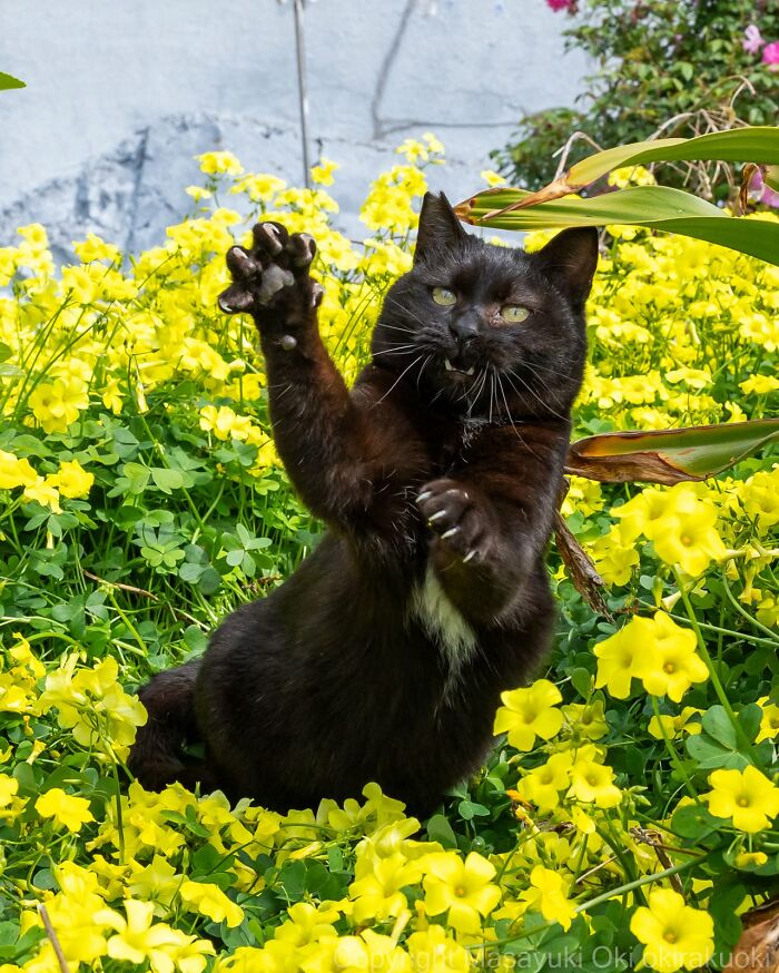 50 Black Cats Doing All The Cute and Quirky Things in Japan
