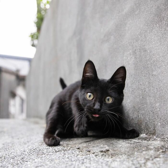 50 Black Cats Doing All The Cute and Quirky Things in Japan