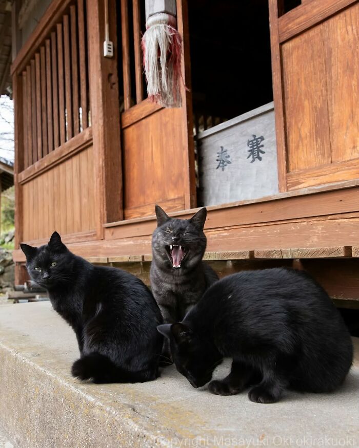 50 Black Cats Doing All The Cute and Quirky Things in Japan