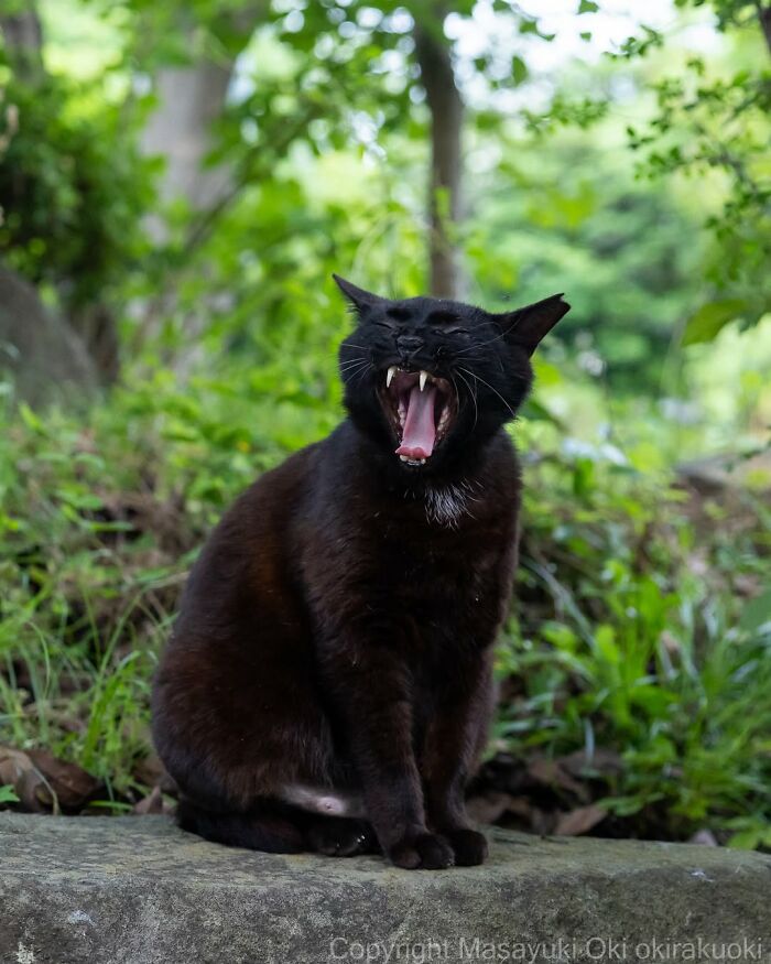 50 Black Cats Doing All The Cute and Quirky Things in Japan