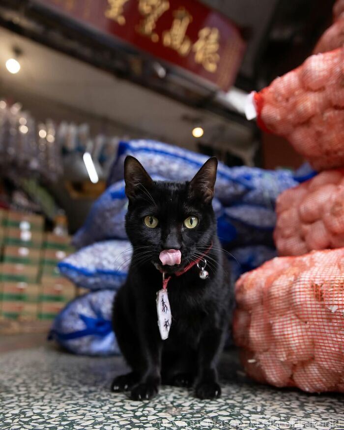 50 Black Cats Doing All The Cute and Quirky Things in Japan
