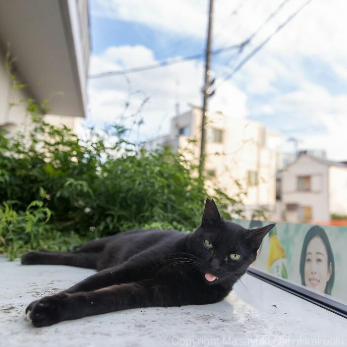 50 Black Cats Doing All The Cute and Quirky Things in Japan